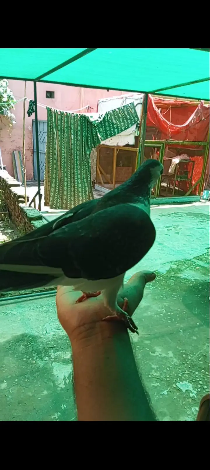 Hand Tame patha Kabootar for sale — photo 2
