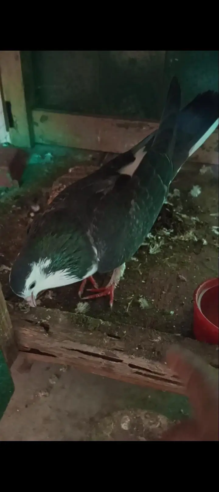 Hand Tame patha Kabootar for sale — photo 3