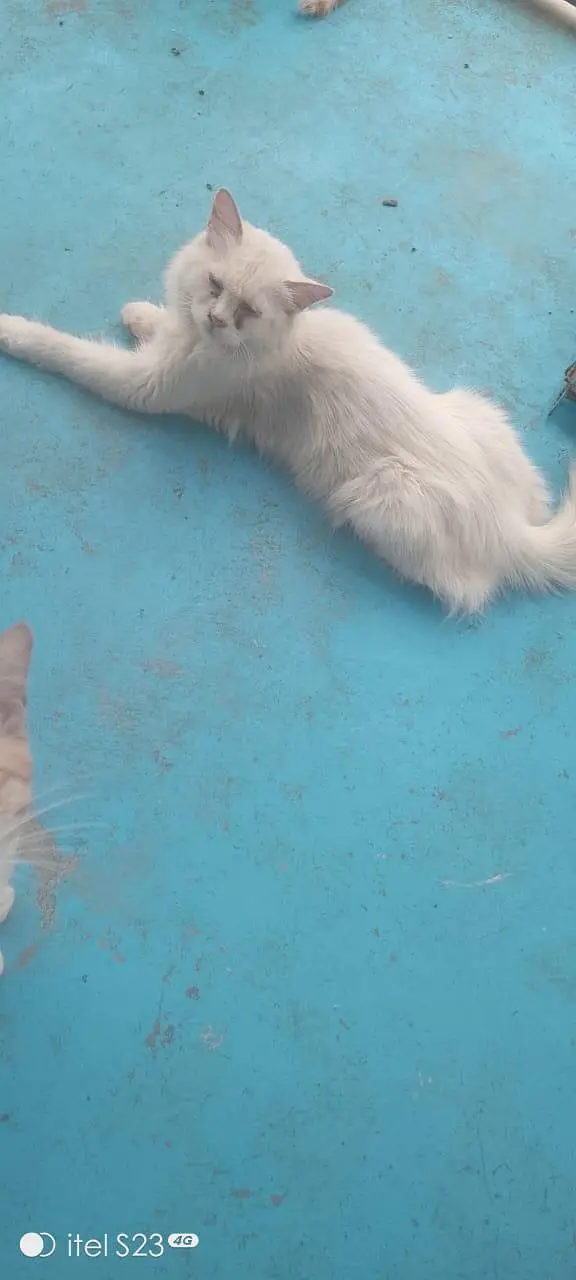 triple coated Persian cat — photo 2