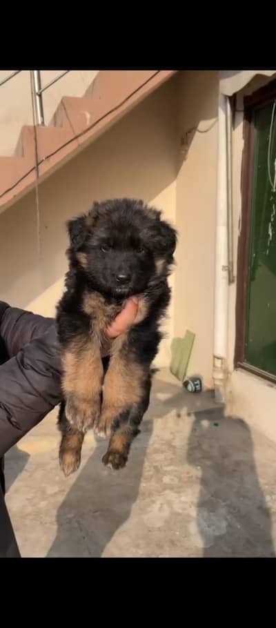 gsd long hair female puppy avail