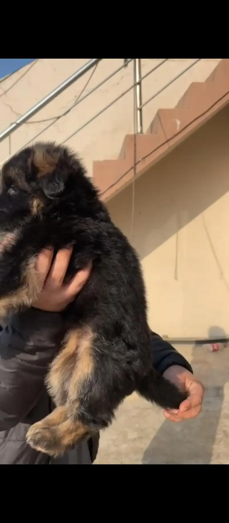 gsd long hair female puppy avail — photo 2
