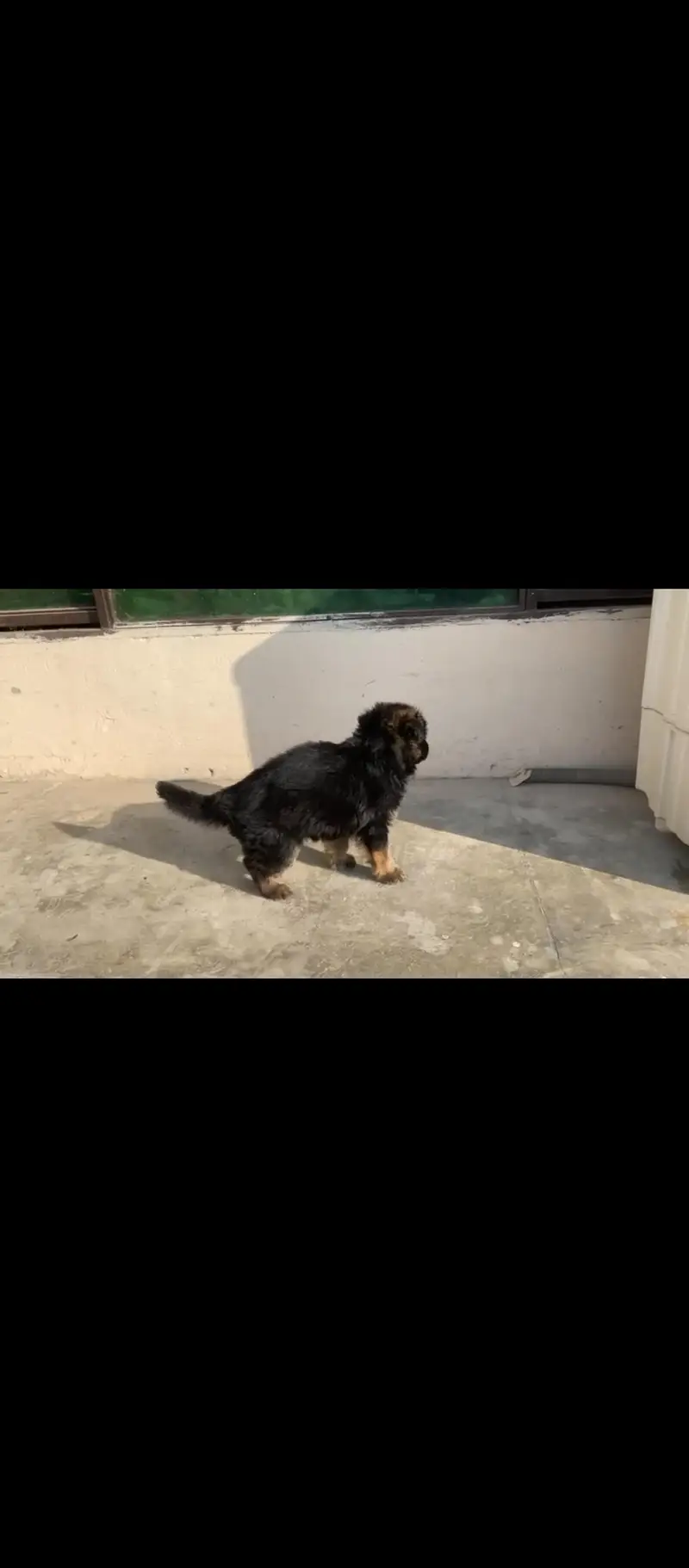 gsd long hair female puppy avail — photo 3