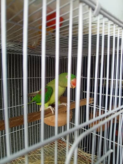 Title:  3-Year-Old Talking Parrot for Sale | Healthy & Friendly