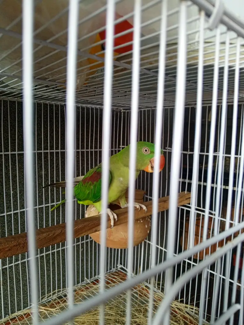 Title:  3-Year-Old Talking Parrot for Sale | Healthy & Friendly — photo 2