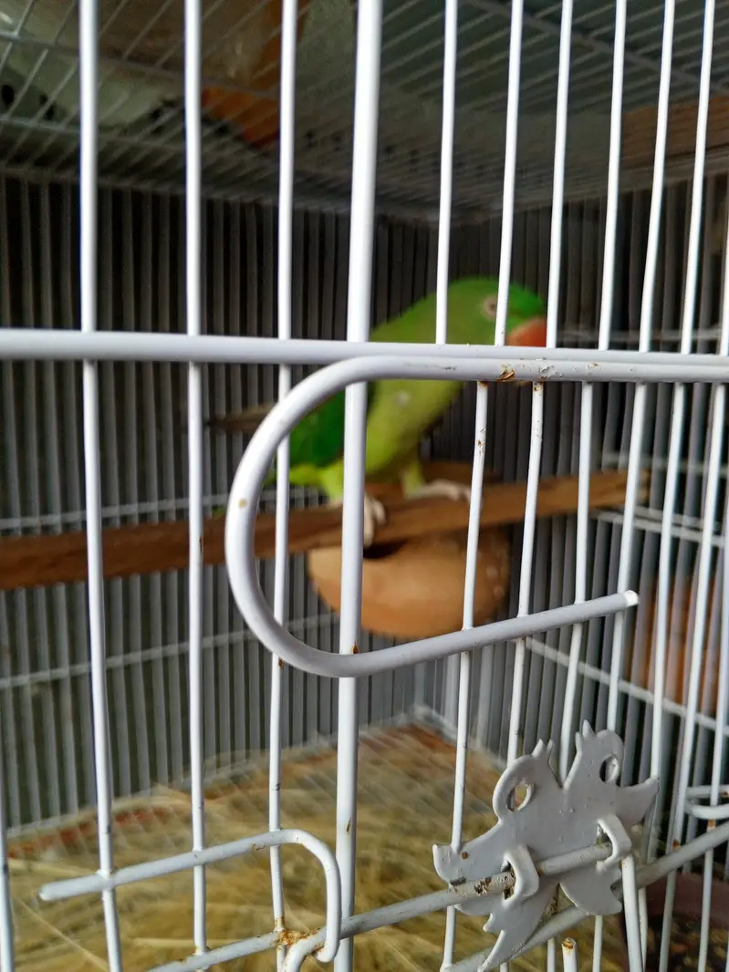Title:  3-Year-Old Talking Parrot for Sale | Healthy & Friendly — photo 3