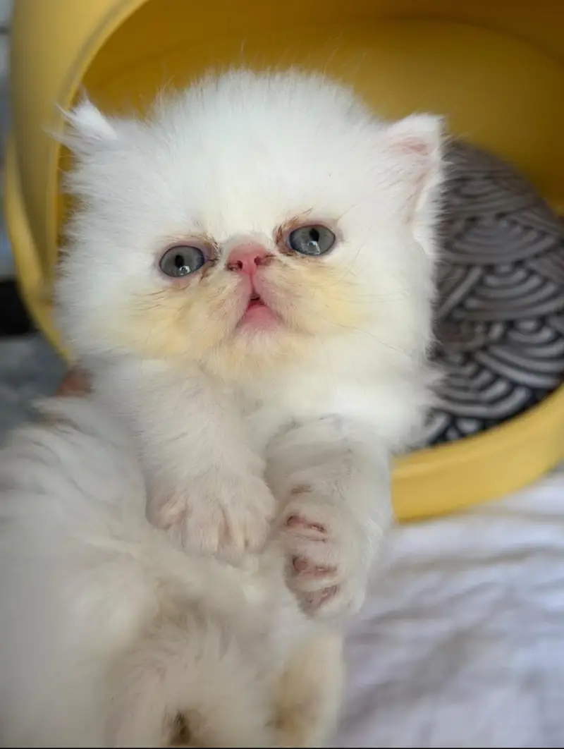 Full peki face — photo 2