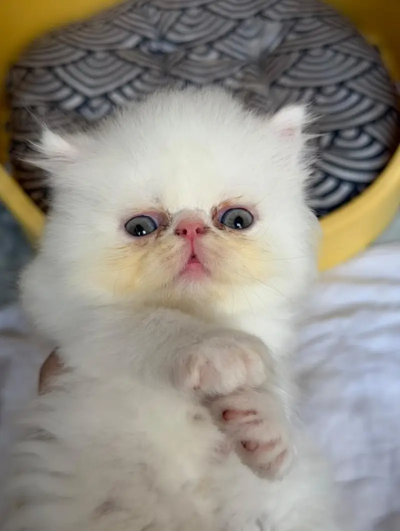 Full peki face — photo 3