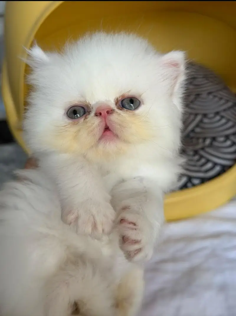 Full peki face — photo 4