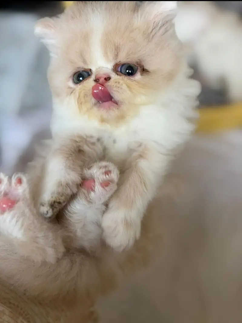 Full peki face — photo 7