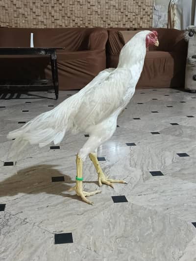 quilty bird