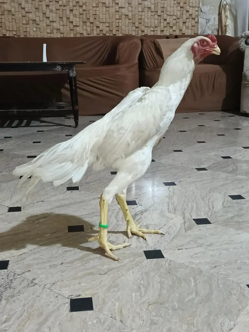 quilty bird — photo 2