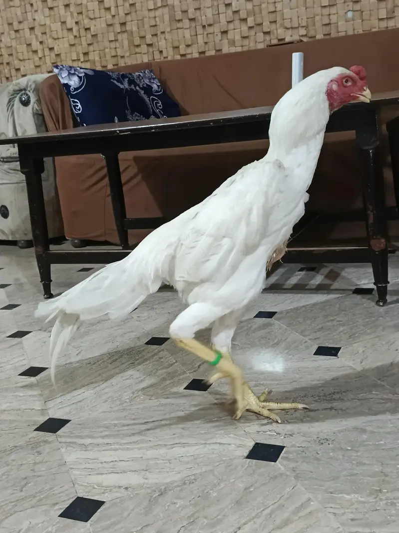 quilty bird — photo 3