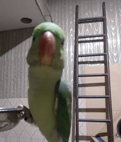 Raw perrot