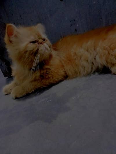 peki male available for rehoming