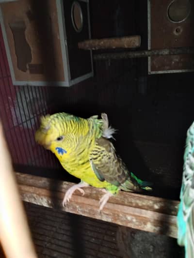 hogo romo black wing male and hogo romo black wing split female