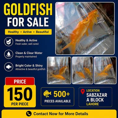 Goldfish For Sale | Wholesale Rate | Rs. 150 Per Piece