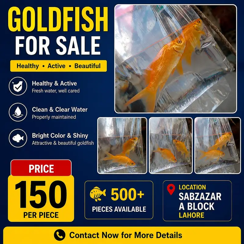 Goldfish For Sale | Wholesale Rate | Rs. 150 Per Piece