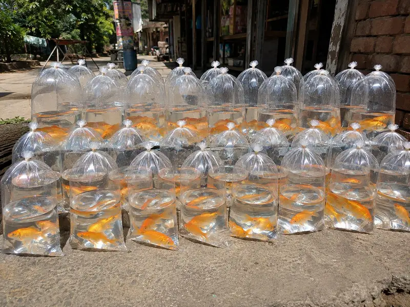 Goldfish For Sale | Wholesale Rate | Rs. 150 Per Piece — photo 3
