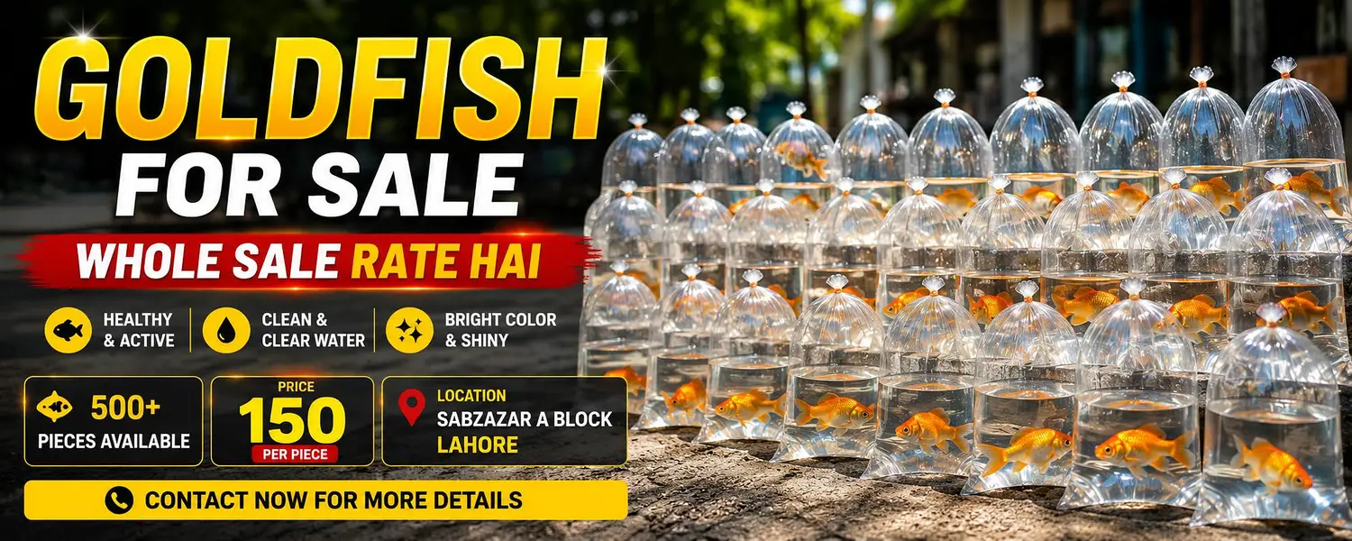 Goldfish For Sale | Wholesale Rate | Rs. 150 Per Piece — photo 4