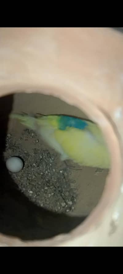 budgie breeder pair urgent sell