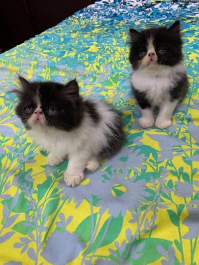 persion cfa line  near to piki pair kitten for sale