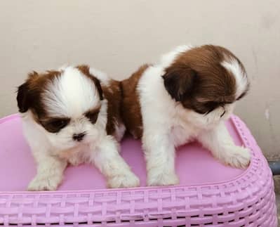 Shihtzu show class puppies
