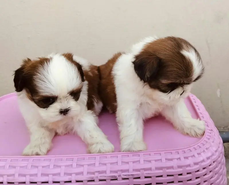 Shihtzu show class puppies
