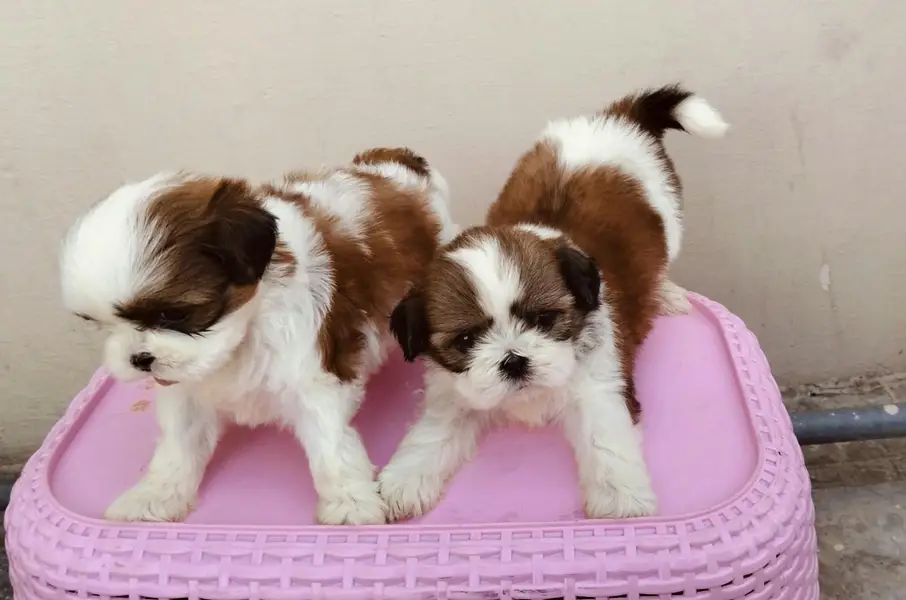 Shihtzu show class puppies — photo 2