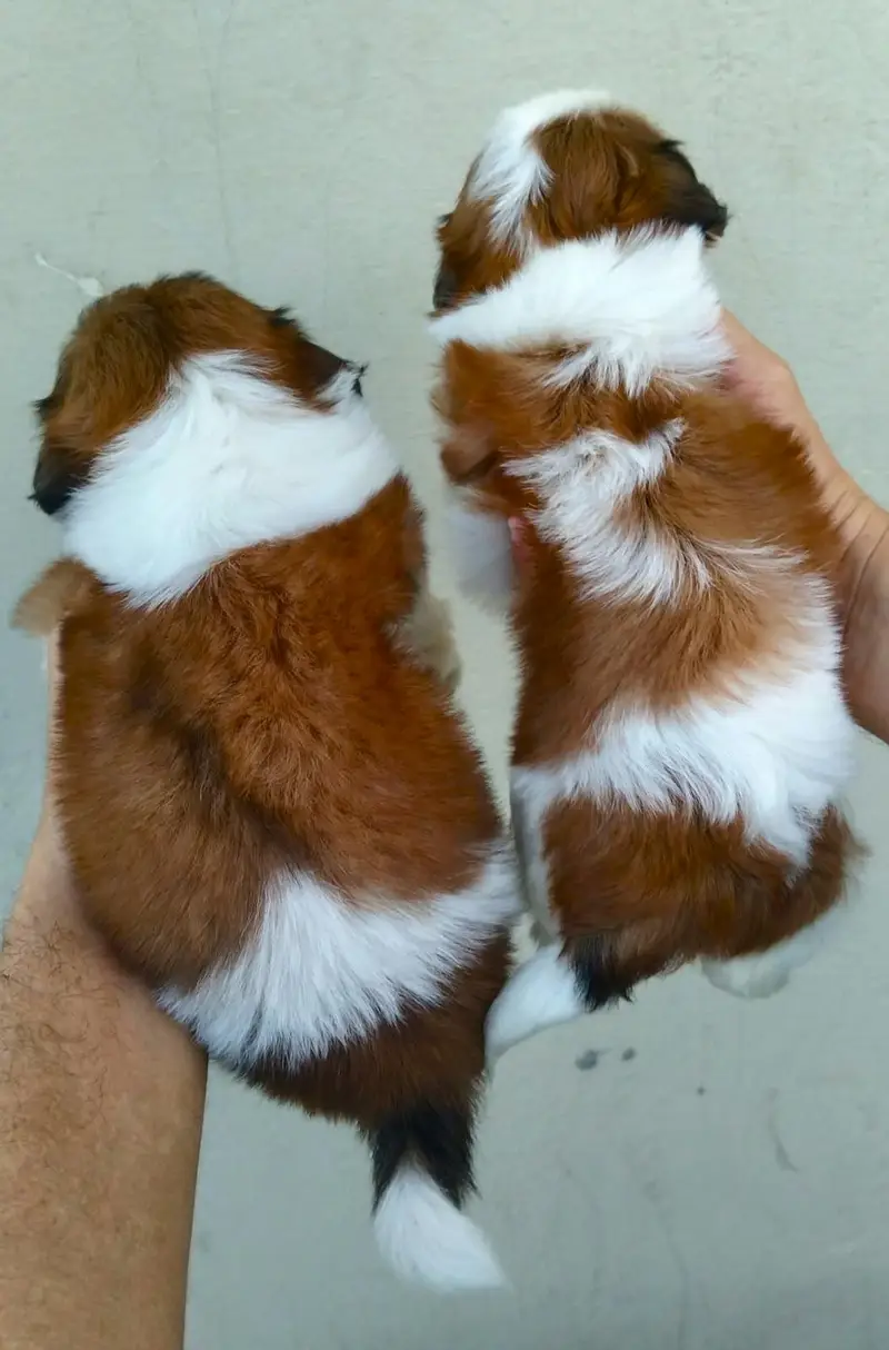 Shihtzu show class puppies — photo 3