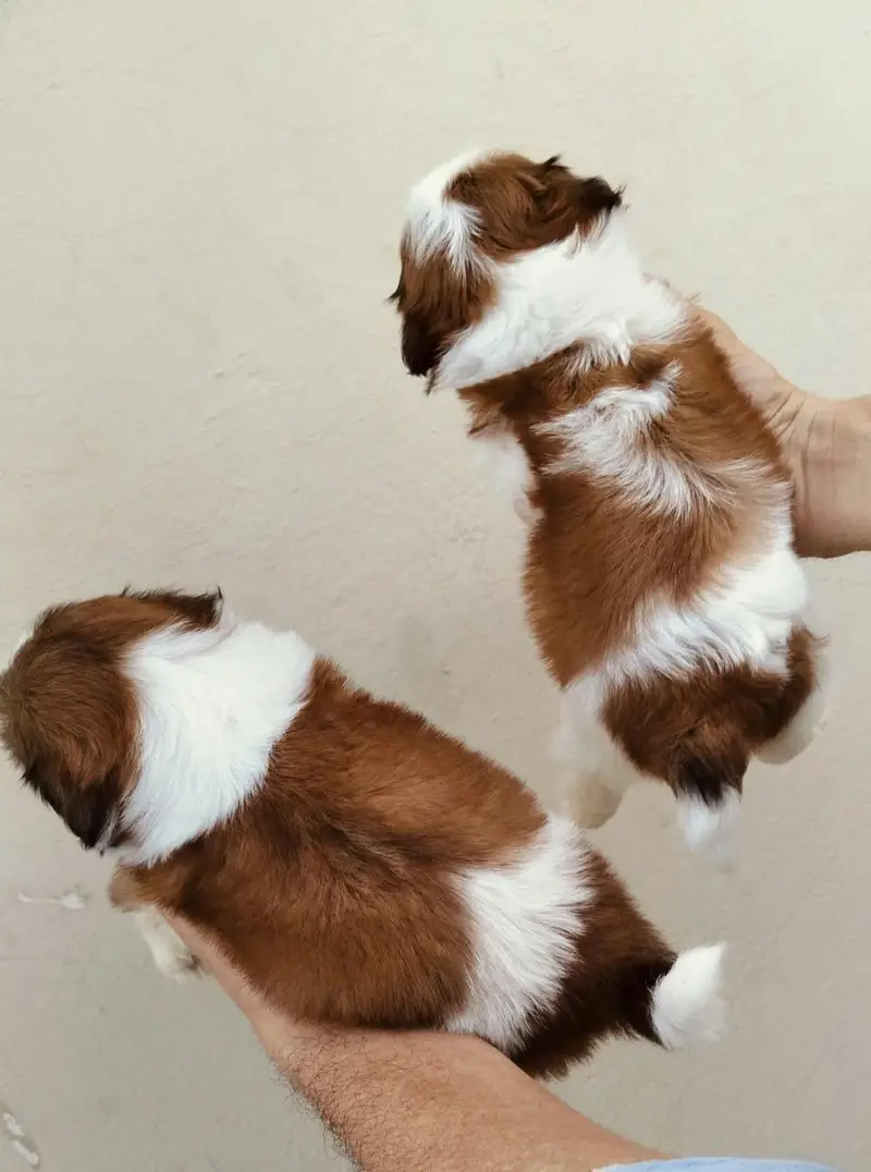 Shihtzu show class puppies — photo 4