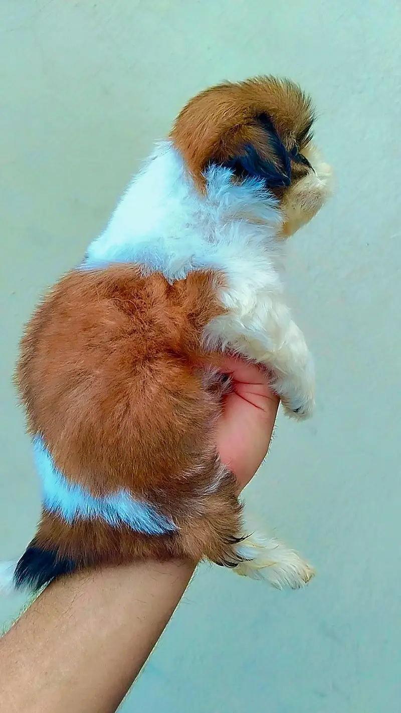 Shihtzu show class puppies — photo 5