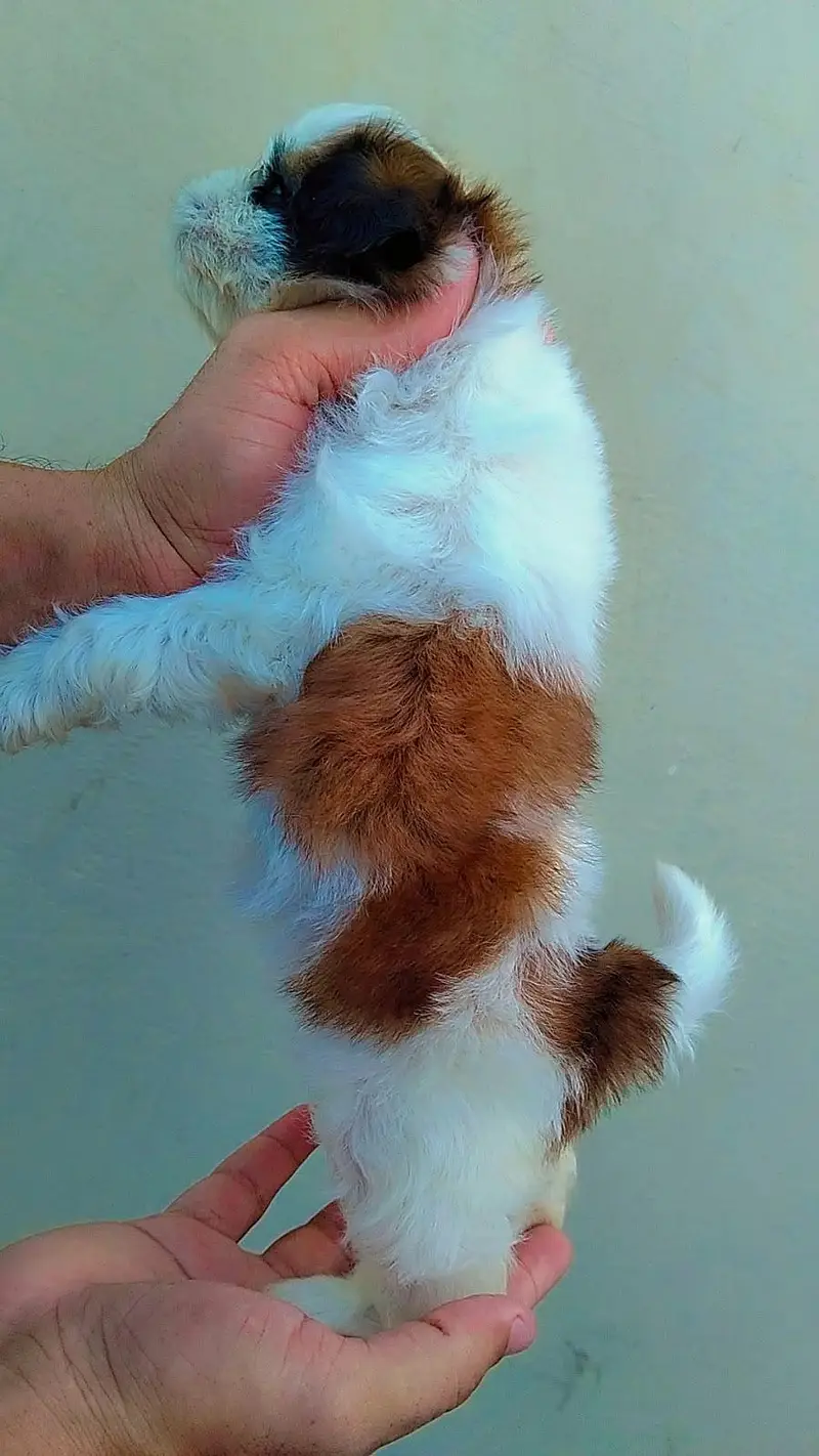 Shihtzu show class puppies — photo 6
