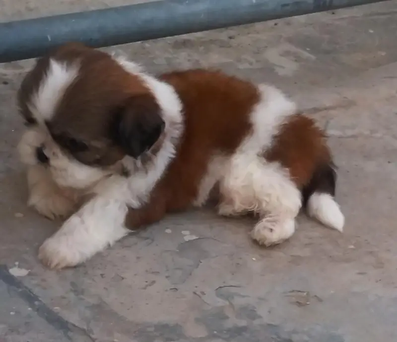 Shihtzu show class puppies — photo 7