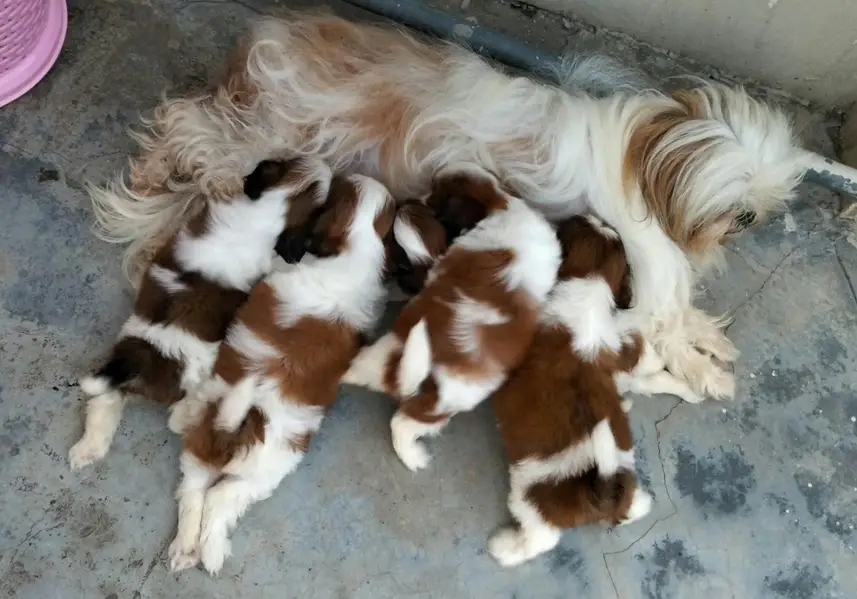 Shihtzu show class puppies — photo 8