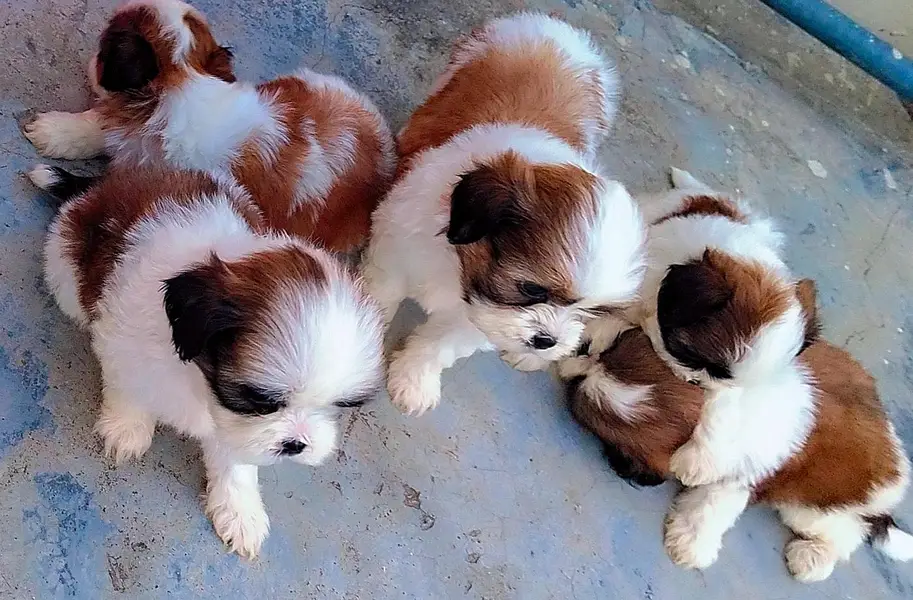 Shihtzu show class puppies — photo 9
