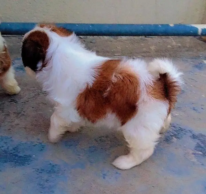 Shihtzu show class puppies — photo 10