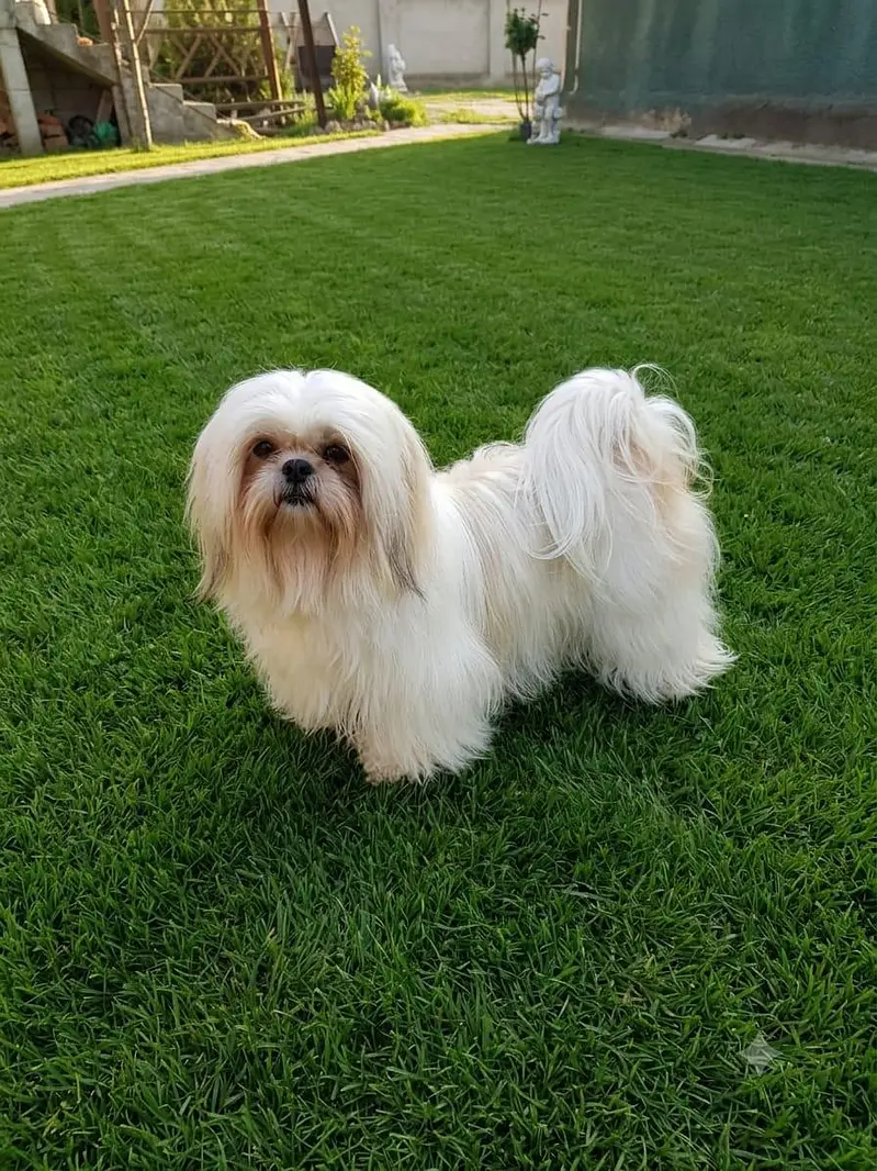 Shihtzu show class puppies — photo 11