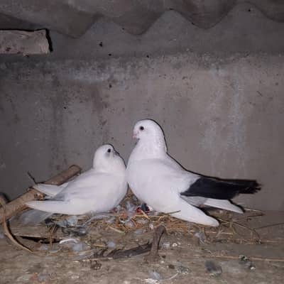 kalduma original pair