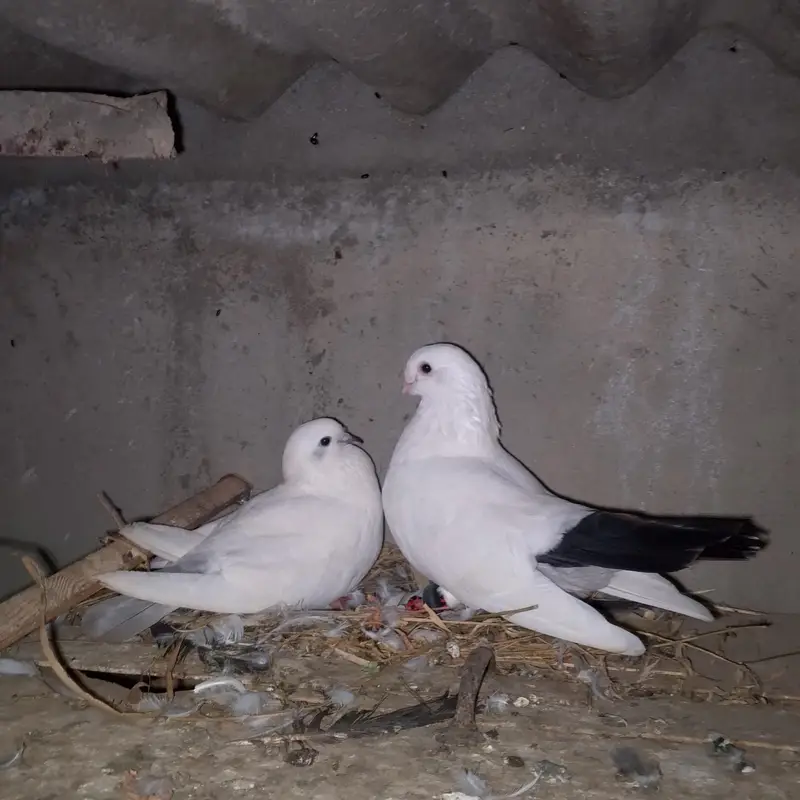kalduma original pair — photo 2