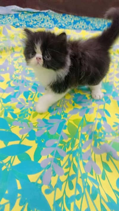 persion piki CFA bloodline pair for sale