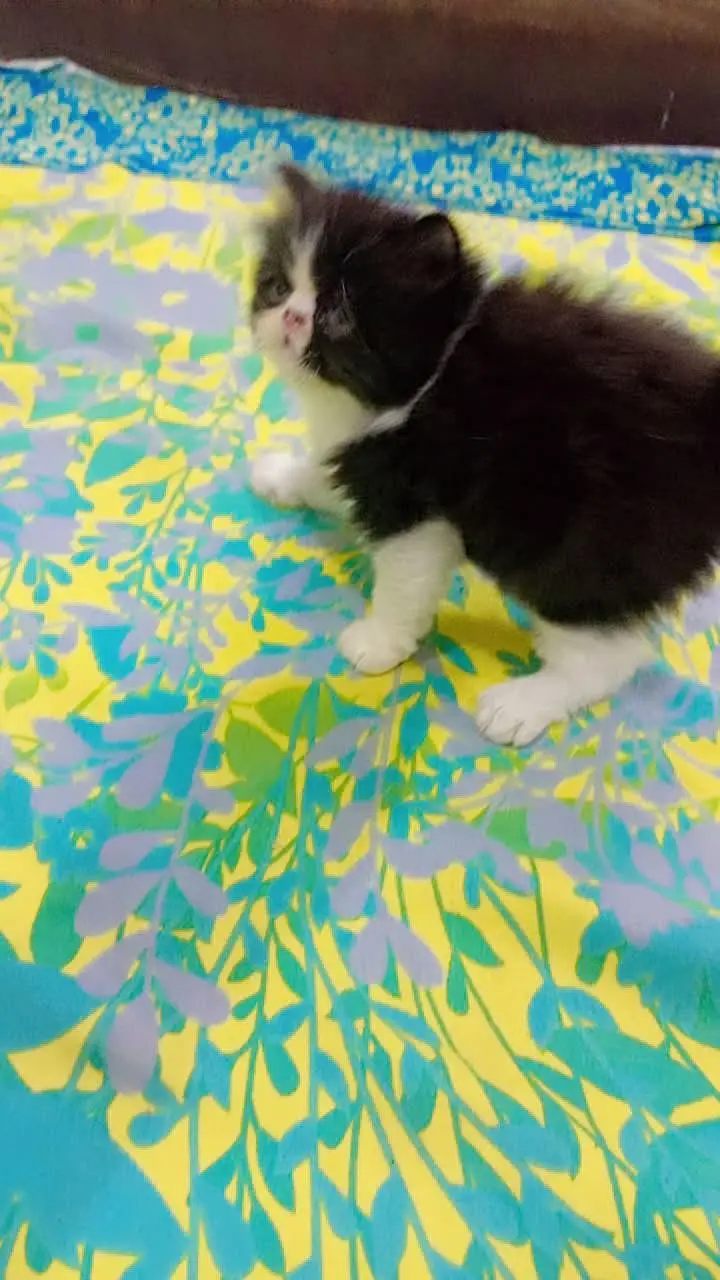 persion piki CFA bloodline pair for sale — photo 2