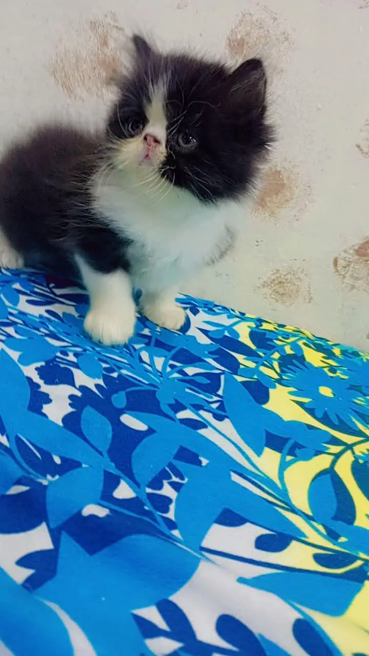 persion piki CFA bloodline pair for sale — photo 3