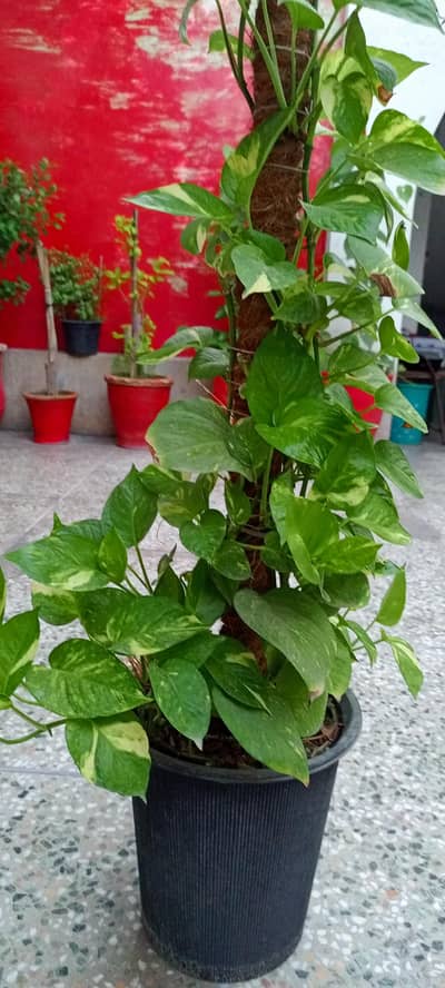 Beautiful Money Plant