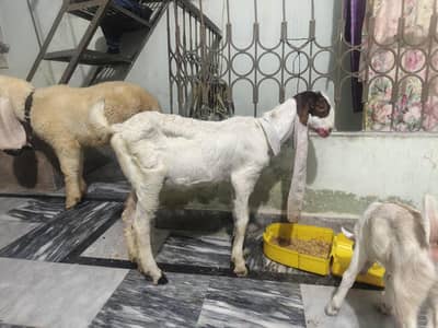 gulabi
