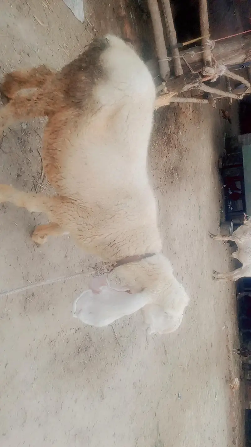white kajli female — photo 3