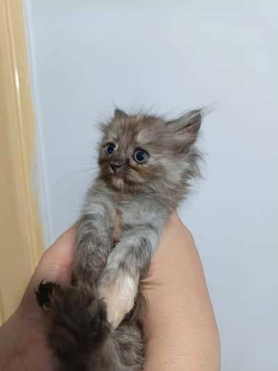 Persian kittens available