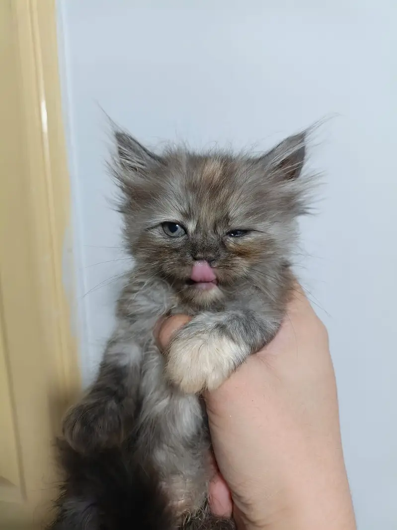 Persian kittens available — photo 2