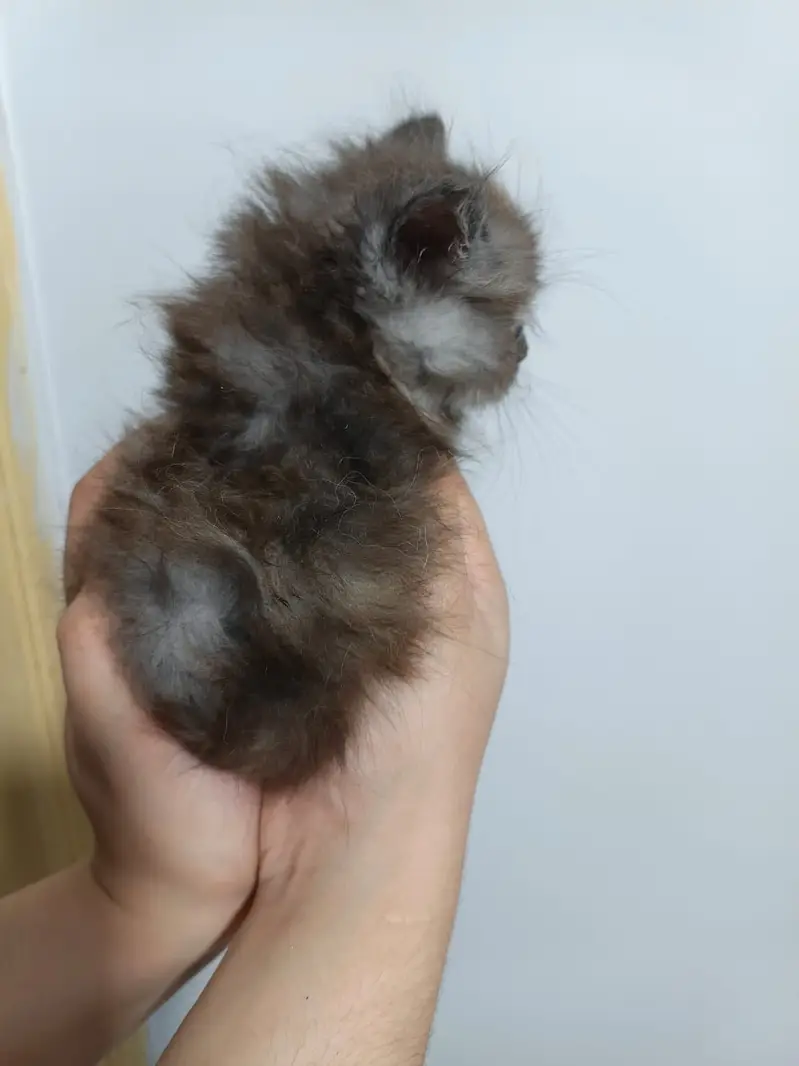 Persian kittens available — photo 3