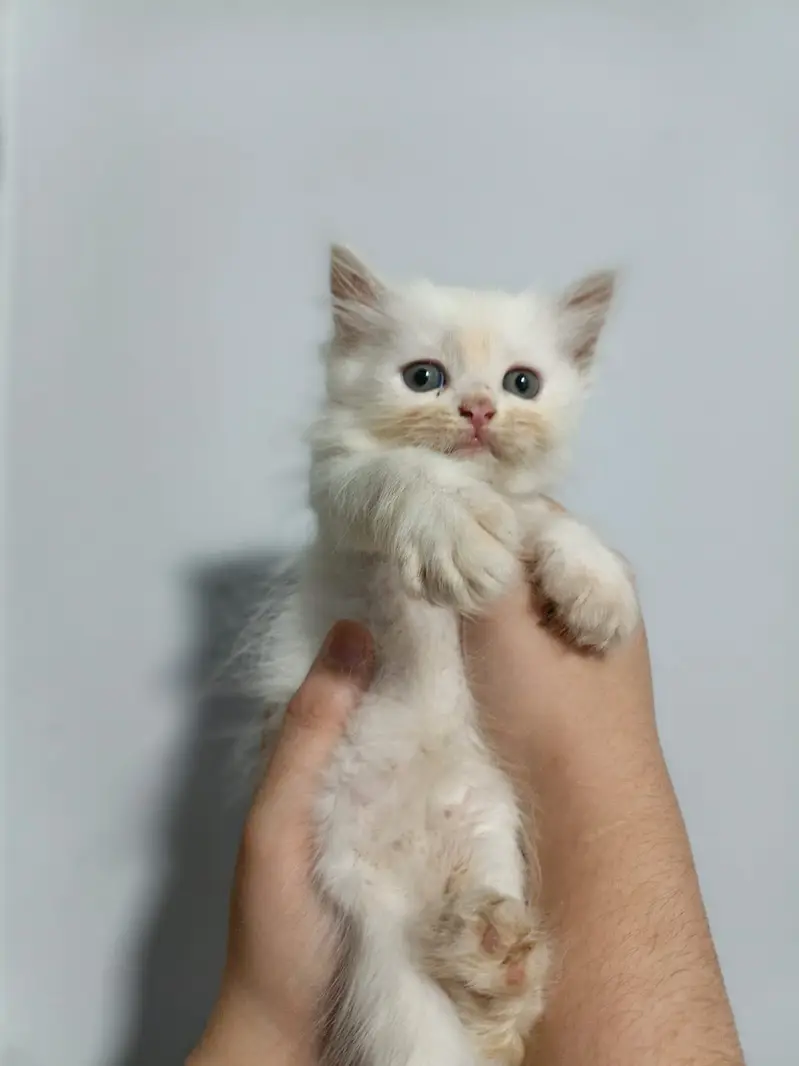Persian kittens available — photo 4