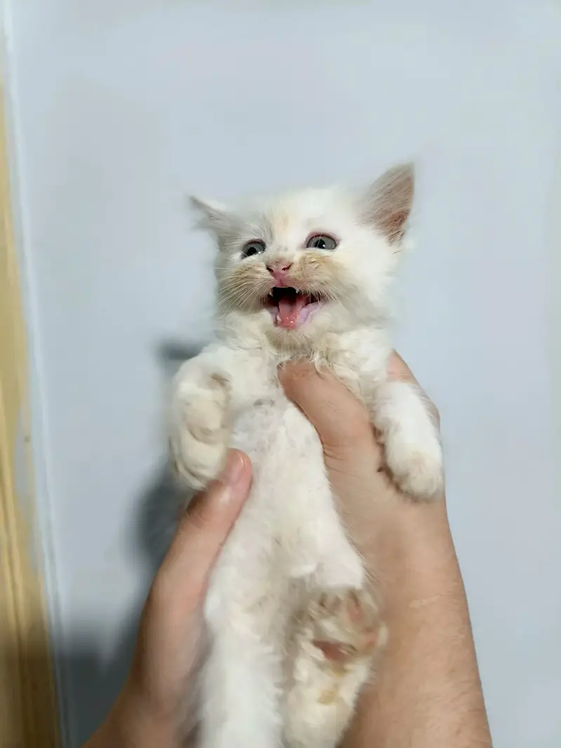 Persian kittens available — photo 5